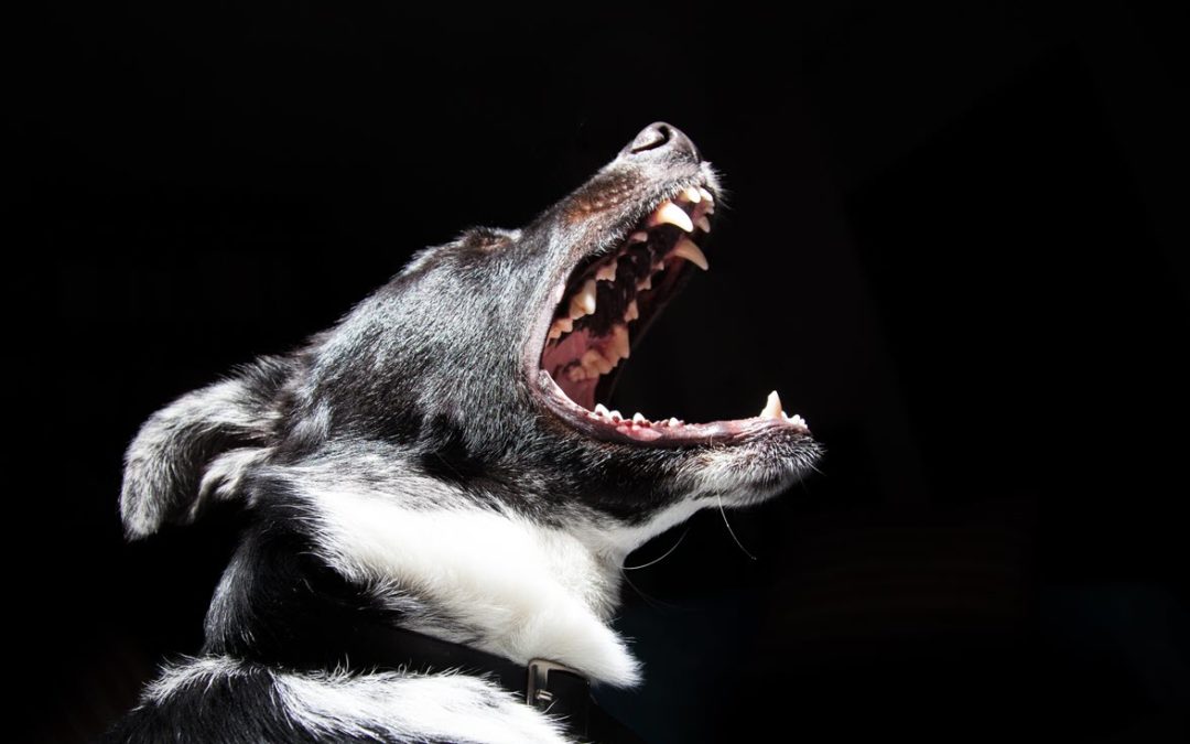 Everything You Need to Know About Dog Bites in SC